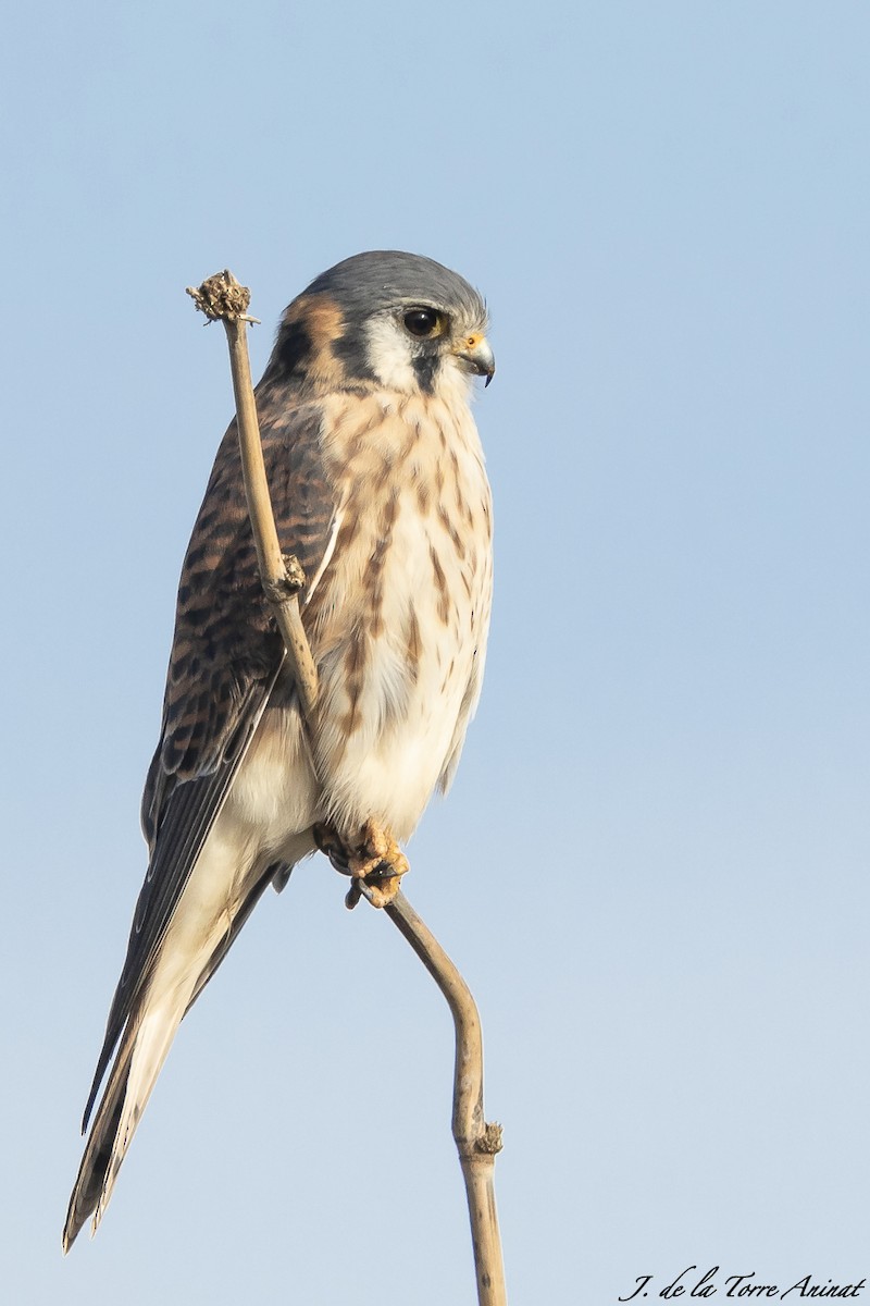 American Kestrel - ML256463821
