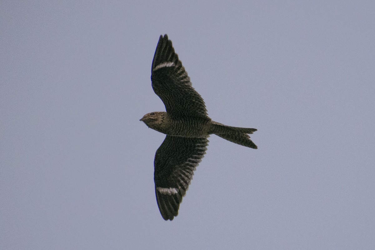 Common Nighthawk - ML256464681