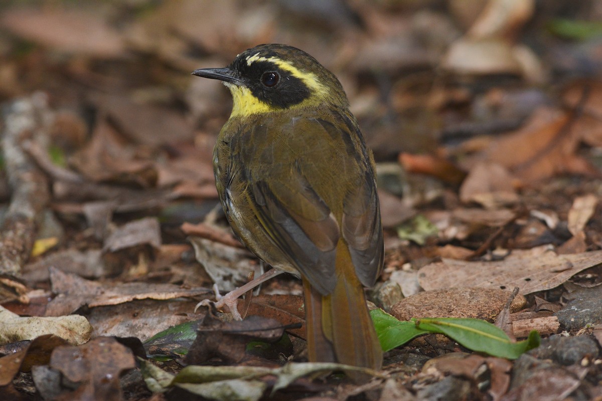 Yellow-throated Scrubwren - David Hollie