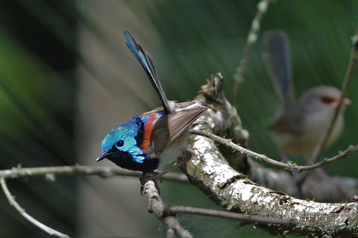 Variegated Fairywren - ML25646711