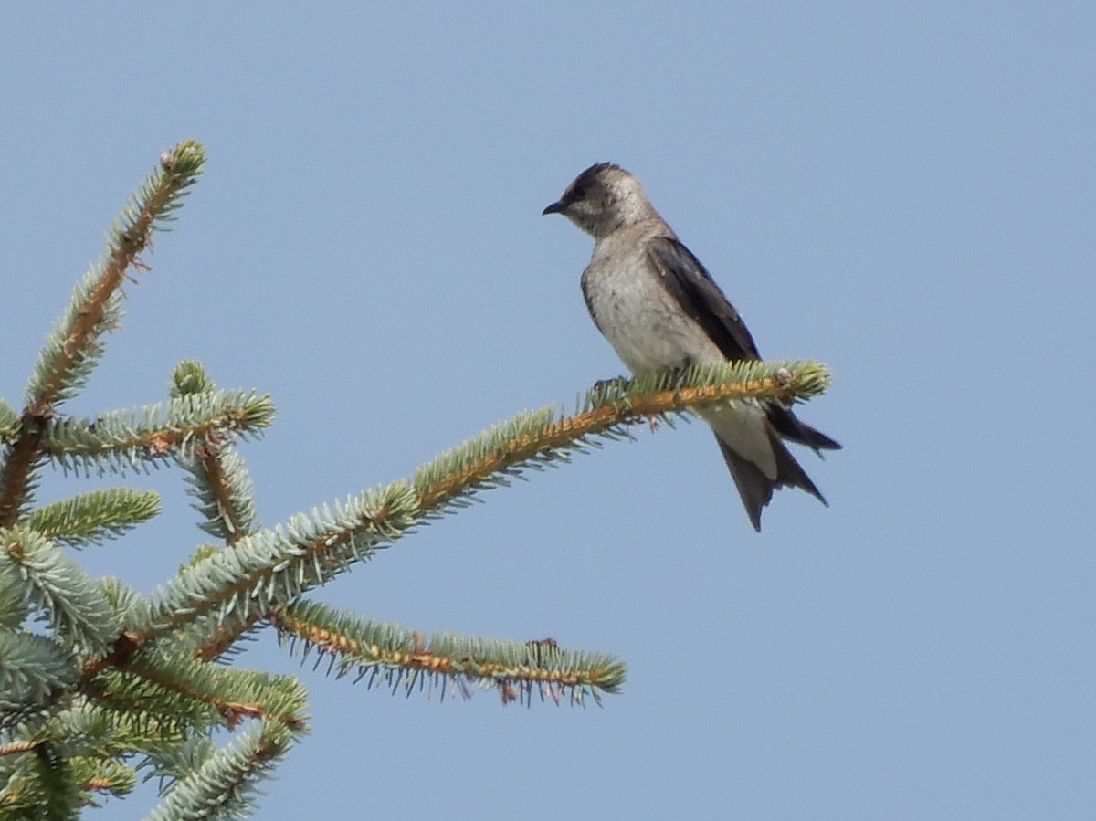 Purple Martin - Janet Lamberson