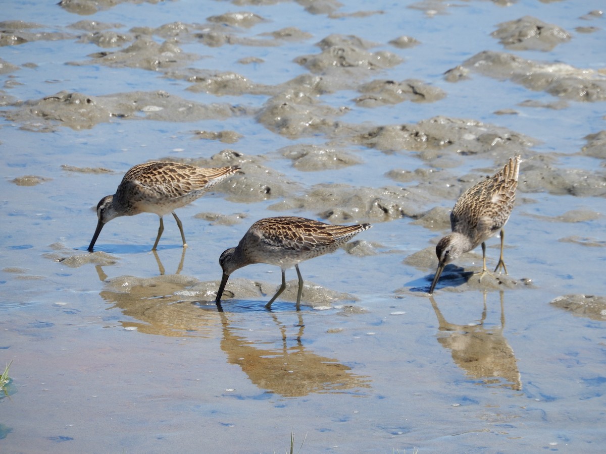 Short-billed Dowitcher - Janet Lamberson