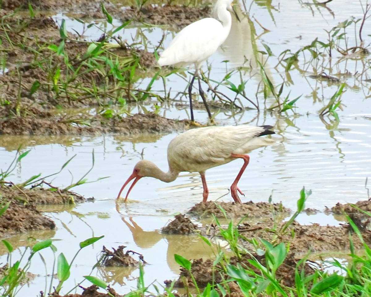 White Ibis - Ruber ledesma ruiz