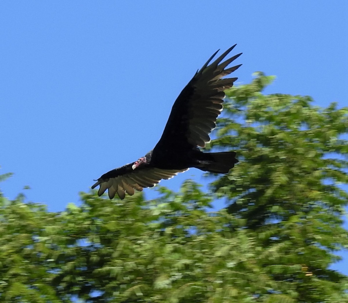 Turkey Vulture - ML256471771