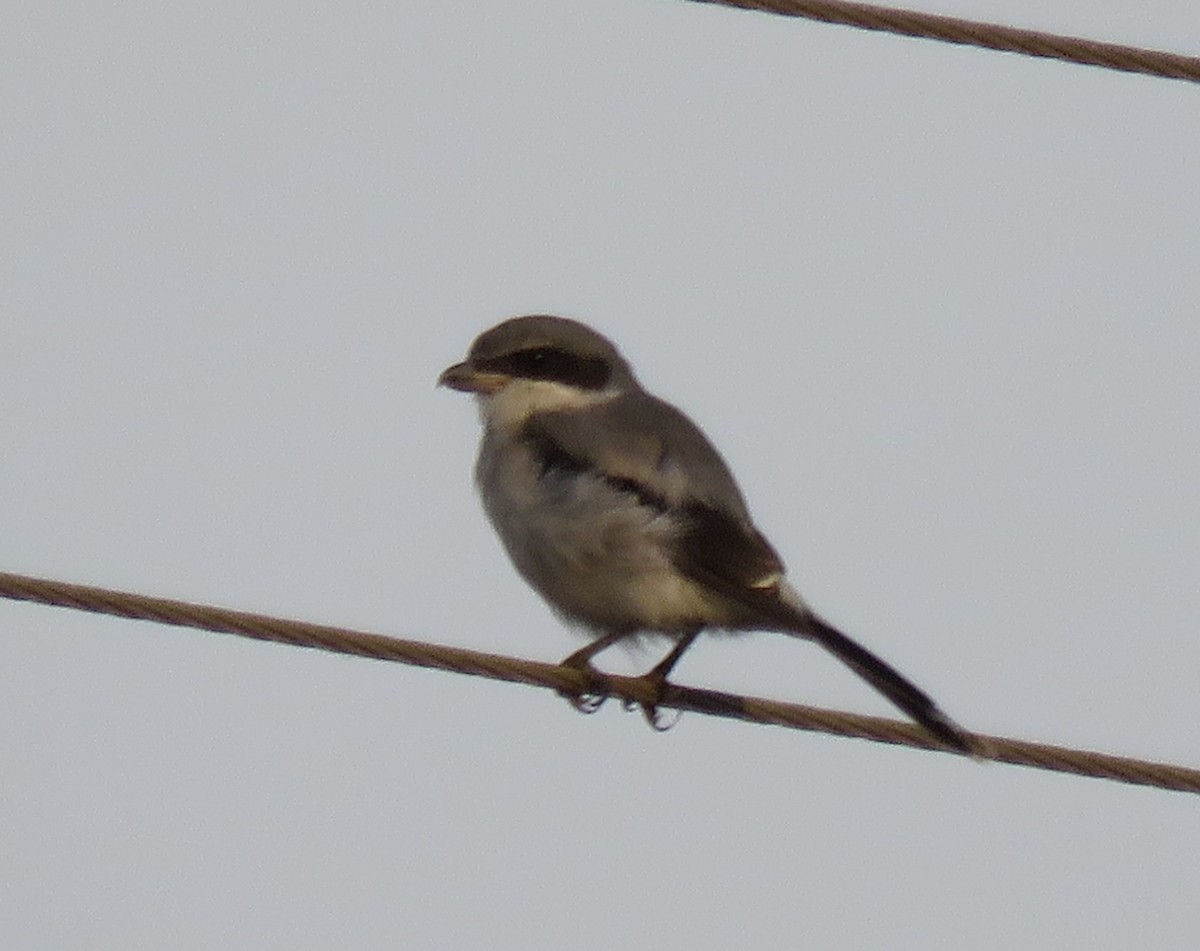 Loggerhead Shrike - ML256472141
