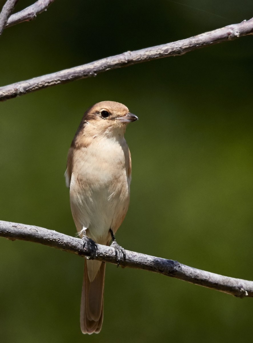 Isabelline Shrike - ML25647231