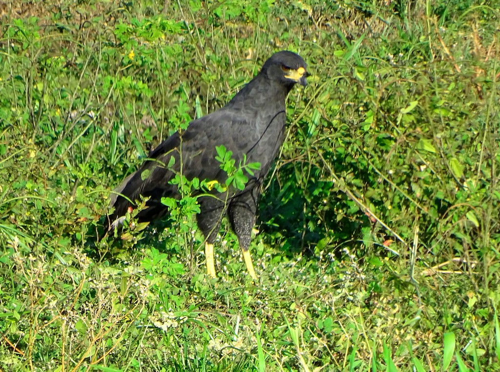 Great Black Hawk - ML256474161