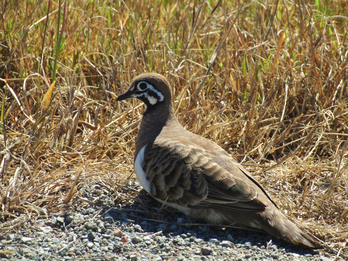 Squatter Pigeon - ML256474281