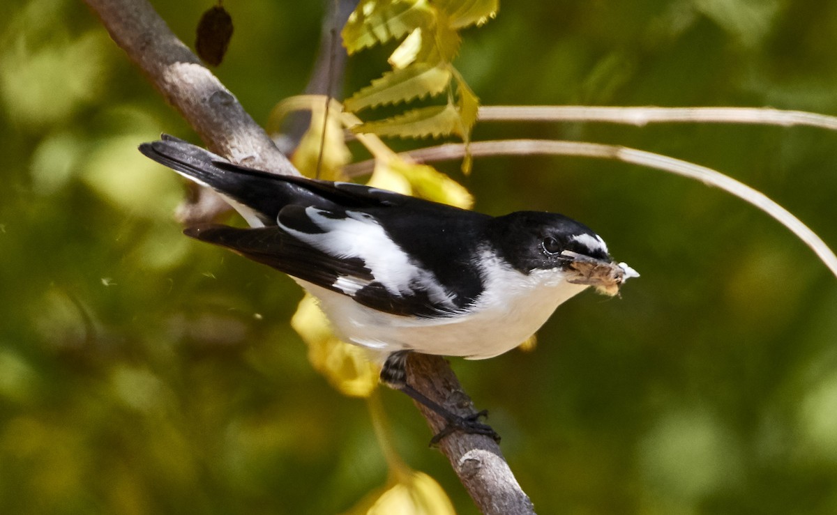 Semicollared Flycatcher - ML25647501