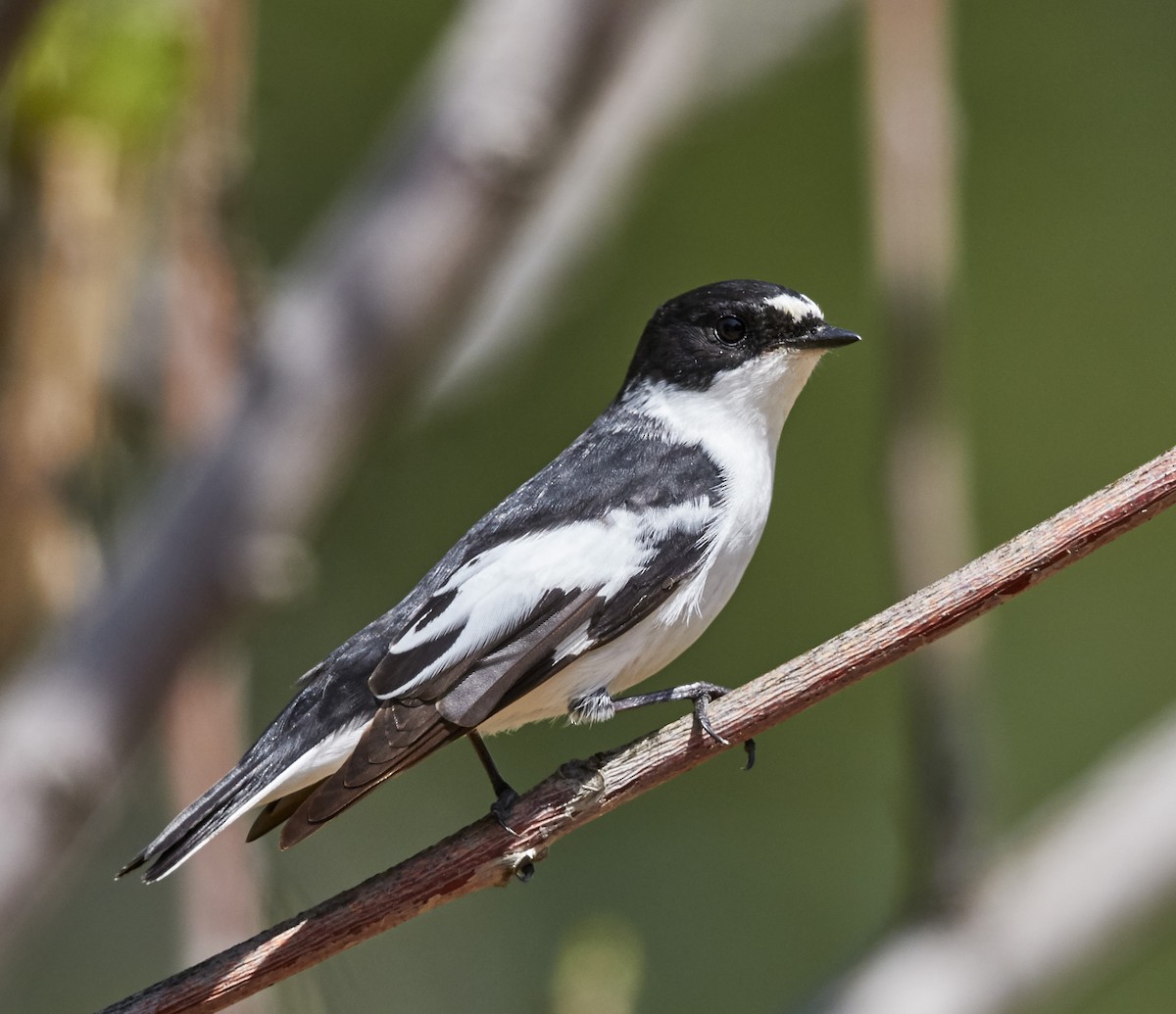 Semicollared Flycatcher - Howard Heaton