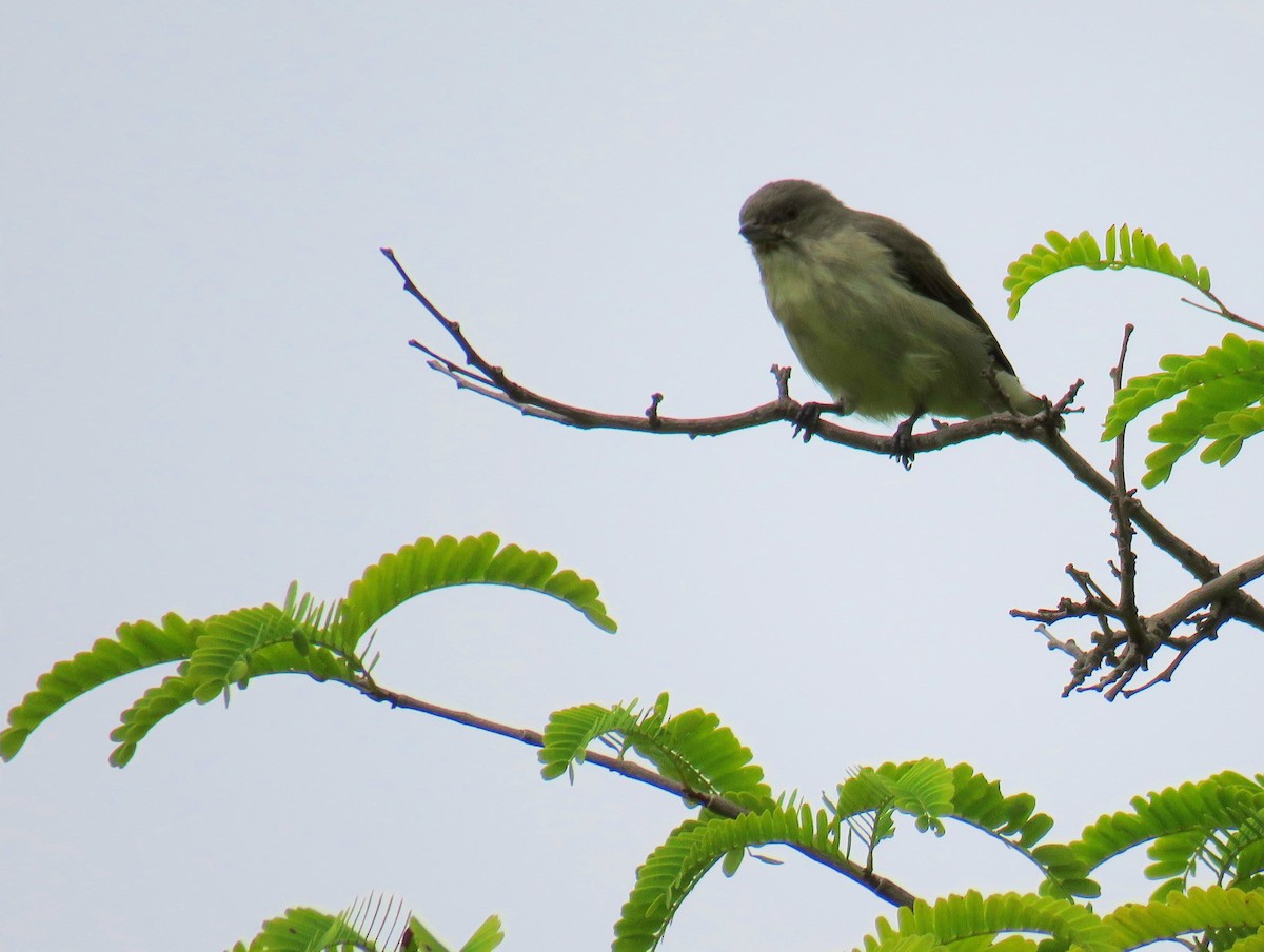 Thick-billed Flowerpecker - Santharam V