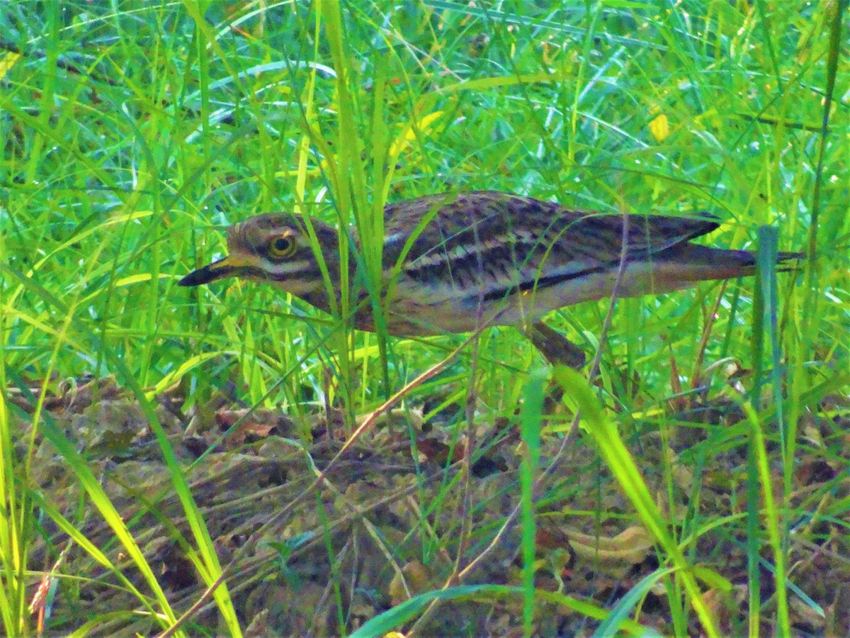 Indian Thick-knee - ML256476091