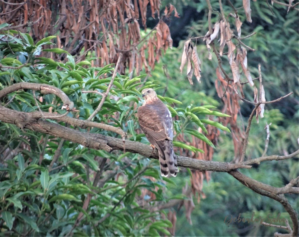 Shikra - ML256476201