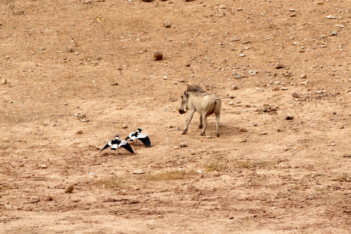 Blacksmith Lapwing - ML256477921