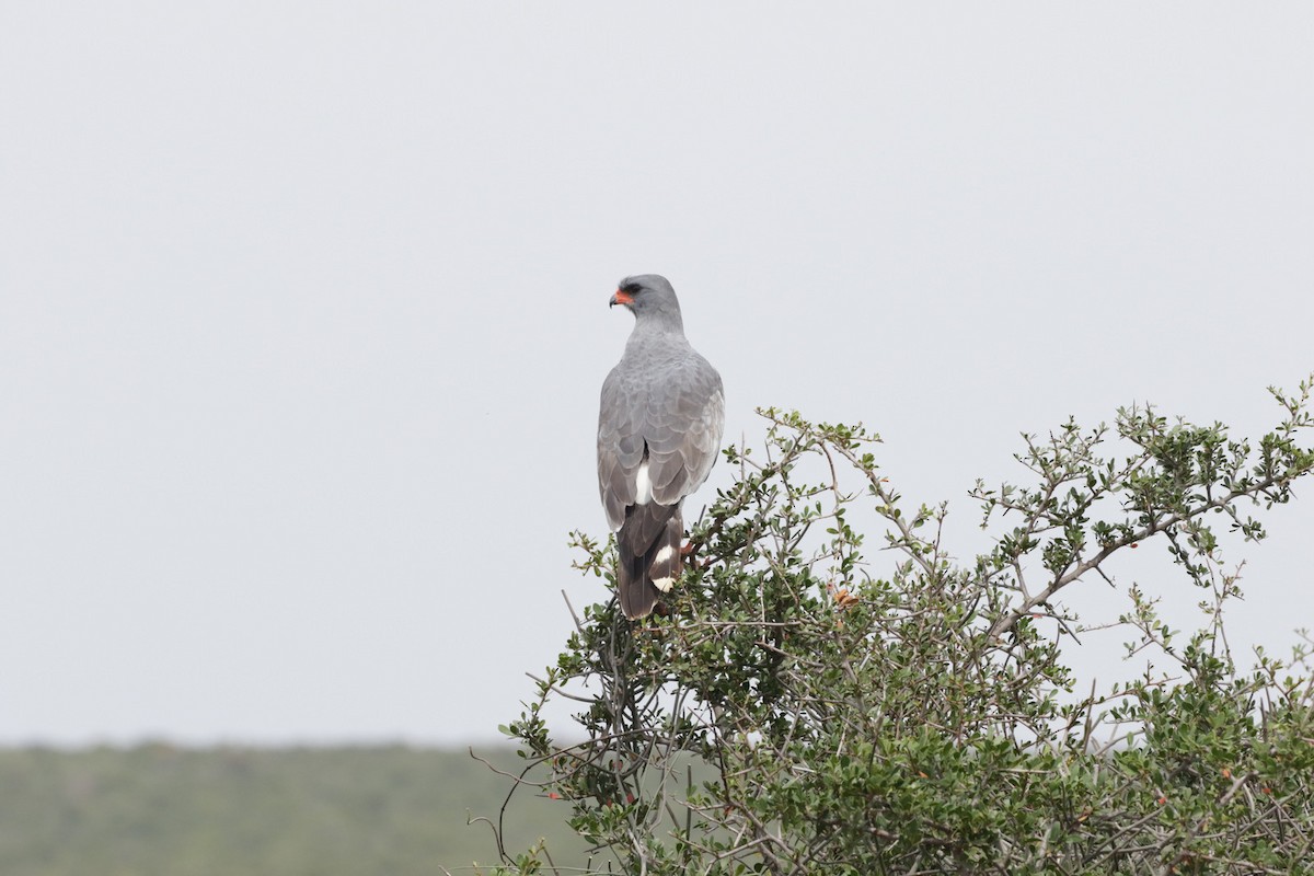 Pale Chanting-Goshawk - Olivier Laporte