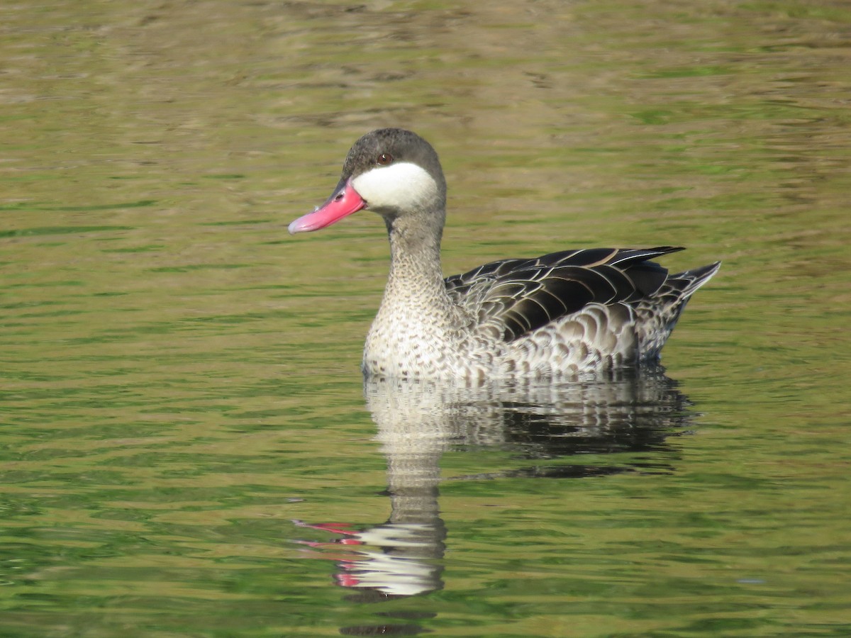 Red-billed Duck - ML256479141