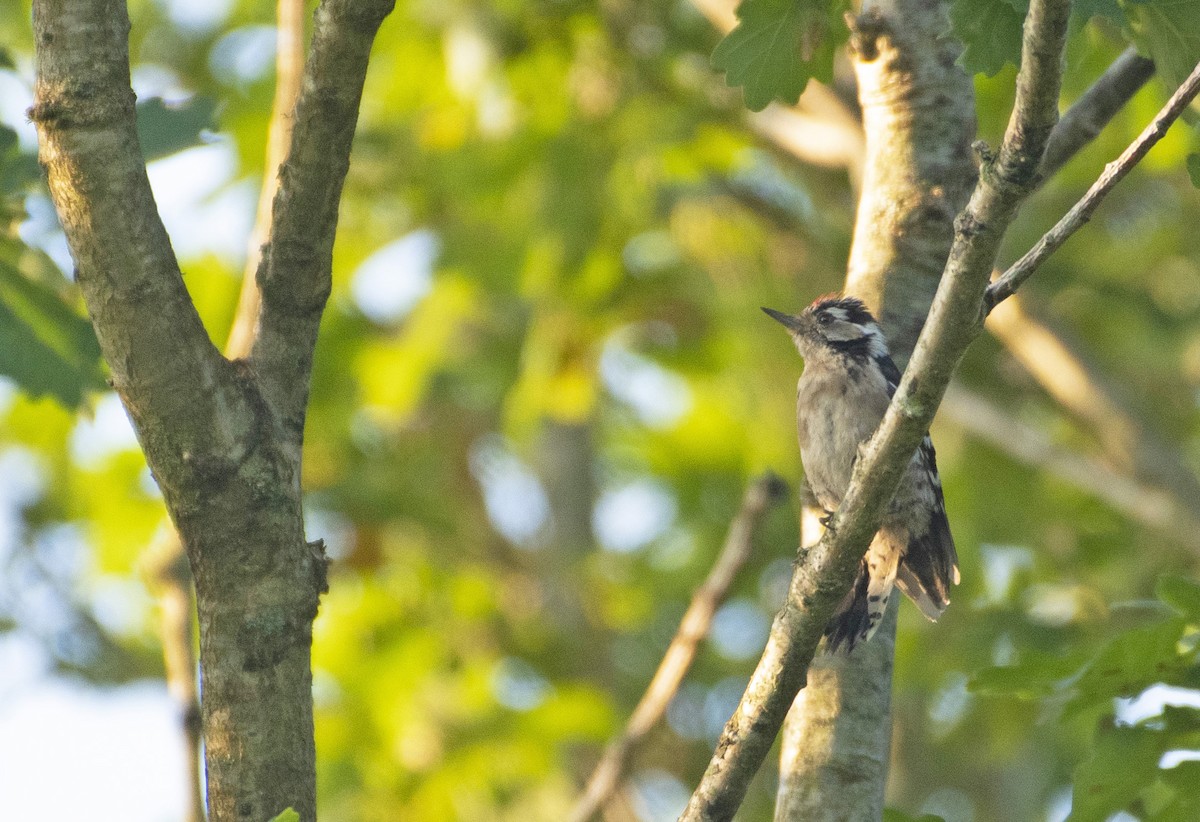 Lesser Spotted Woodpecker - ML256482131