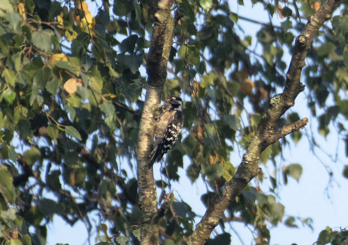 Lesser Spotted Woodpecker - ML256482161