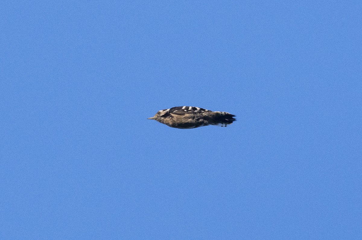 Lesser Spotted Woodpecker - ML256482171