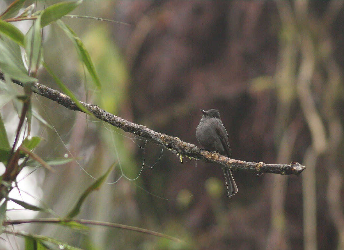 Smoke-colored Pewee - ML256485081