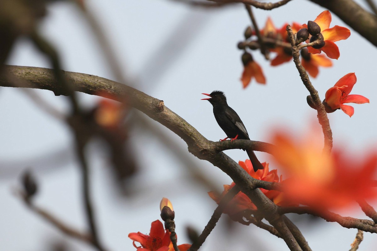 Black Bulbul - ML256485711