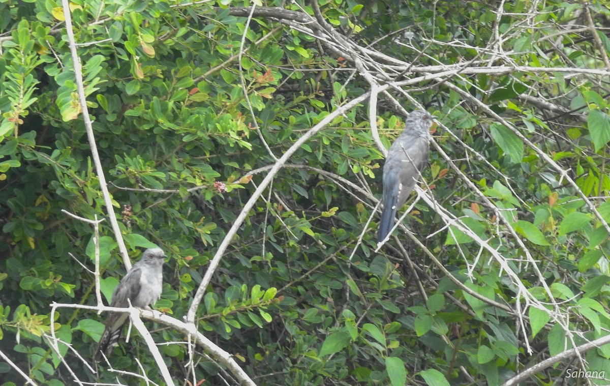 Gray-bellied Cuckoo - ML256485961
