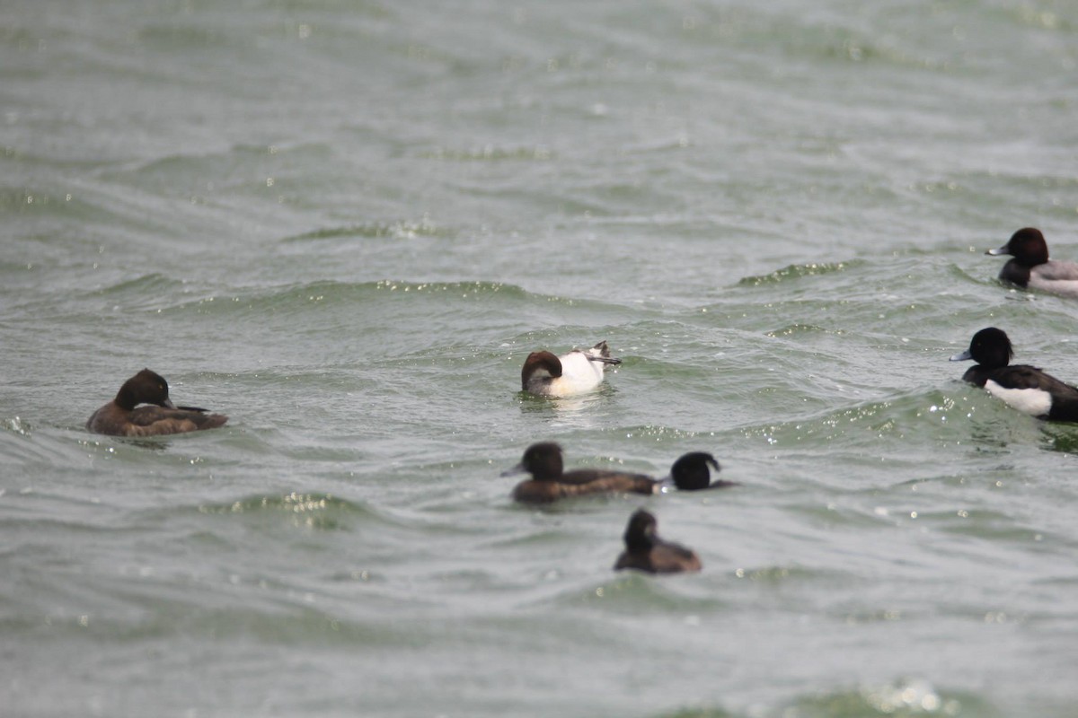 Smew - Ting-Wei (廷維) HUNG (洪)