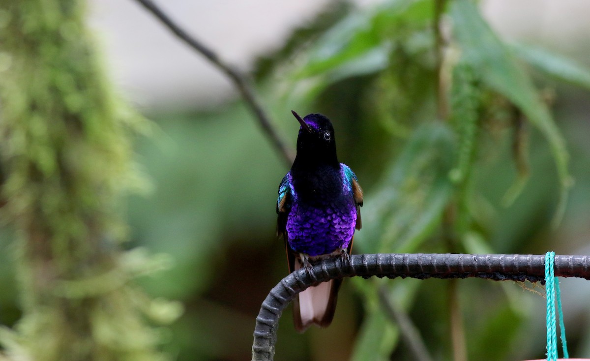 Velvet-purple Coronet - Jay McGowan