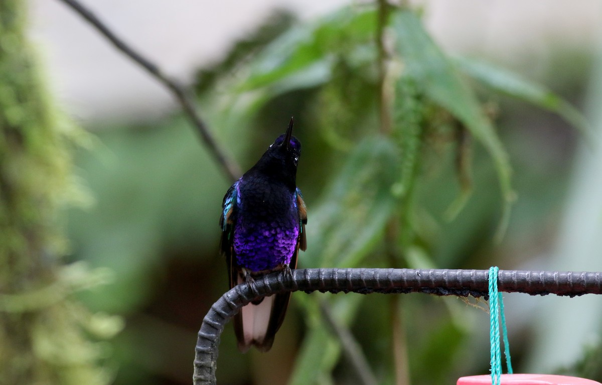 kolibřík hyacintový - ML25648901