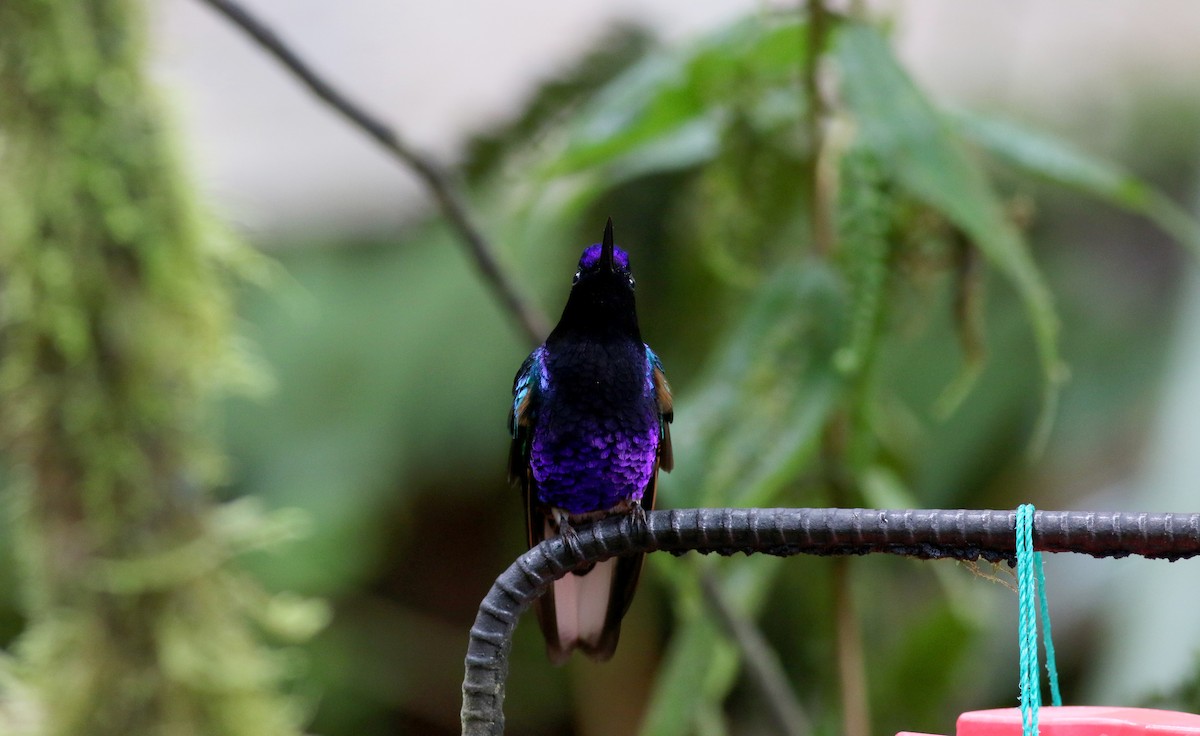 kolibřík hyacintový - ML25648911