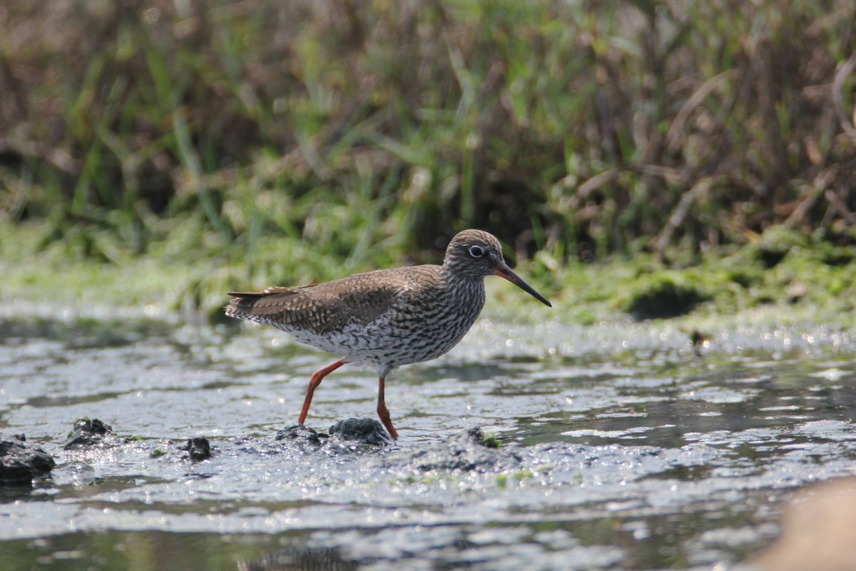 Common Redshank - Ting-Wei (廷維) HUNG (洪)