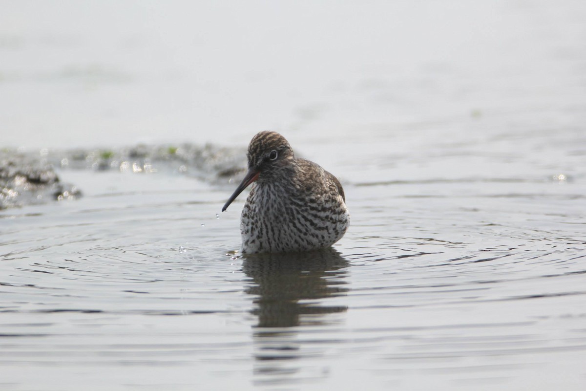 Common Redshank - Ting-Wei (廷維) HUNG (洪)