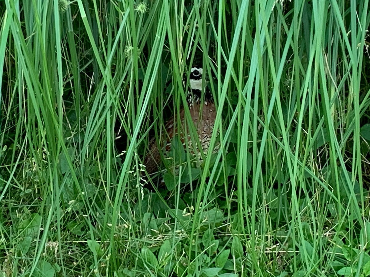 Northern Bobwhite - ML256490011