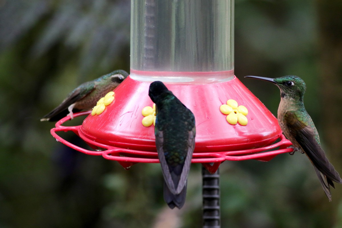 kolibřík hnědobřichý - ML25649061