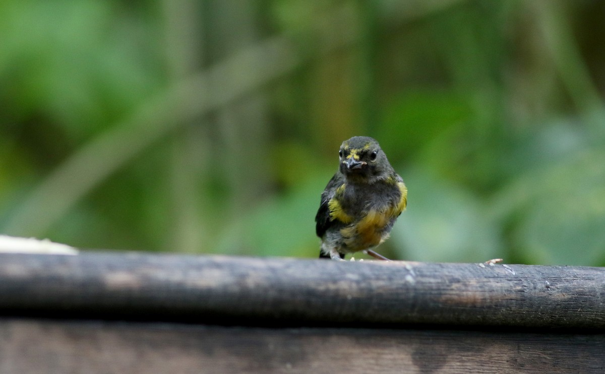 Eufonia sp. (Euphonia sp.) - ML25649111