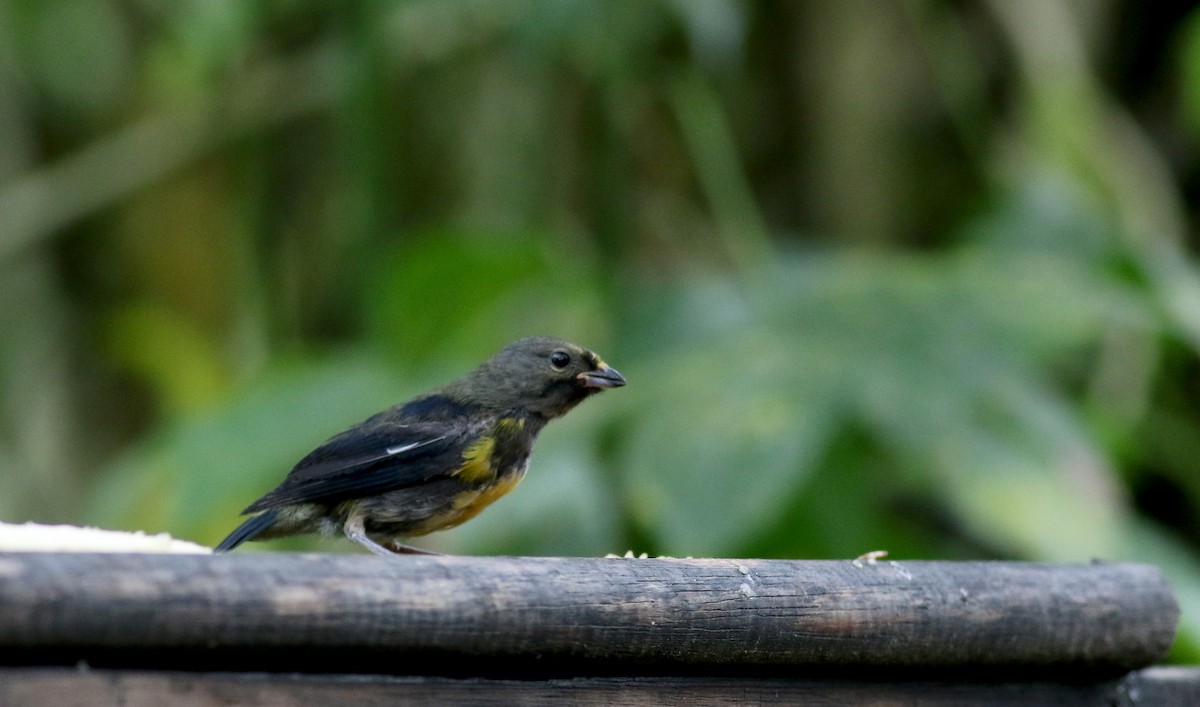 Euphonia sp. - ML25649141