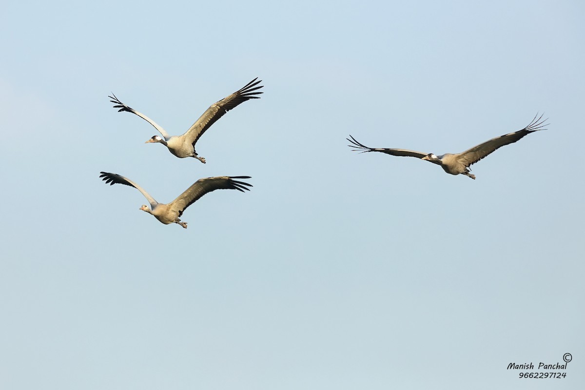 Common Crane - Manish Panchal