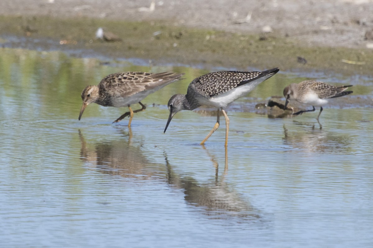 Lesser Yellowlegs - Michael Bowen