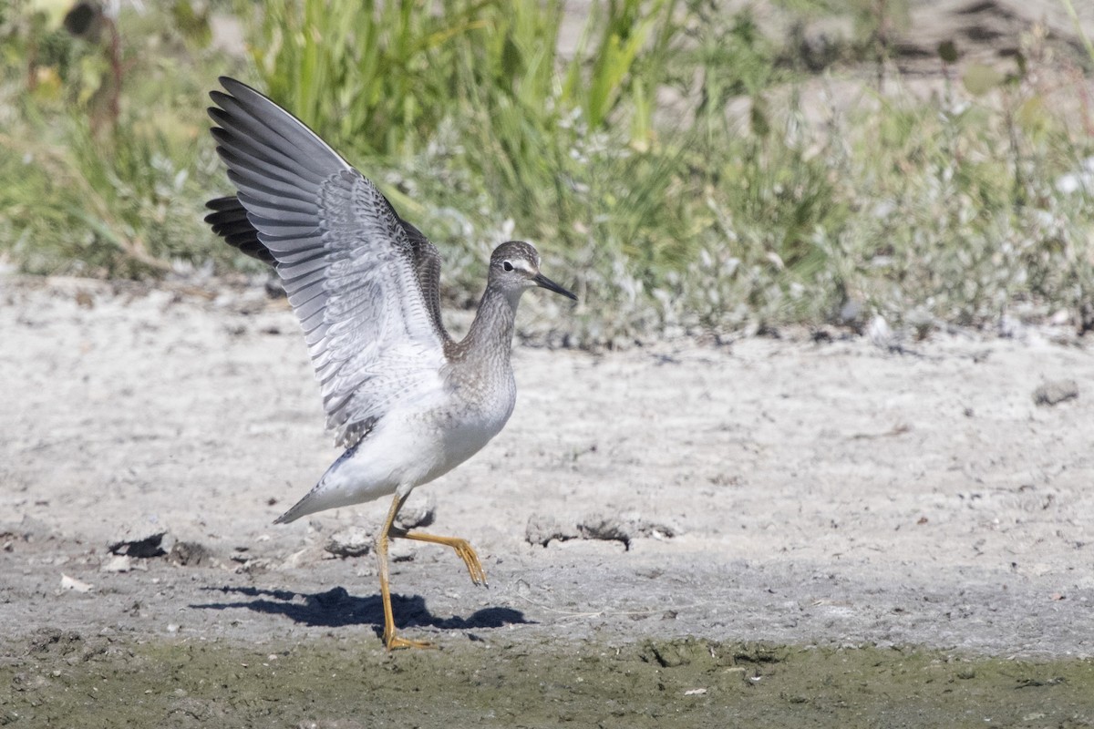 Lesser Yellowlegs - Michael Bowen