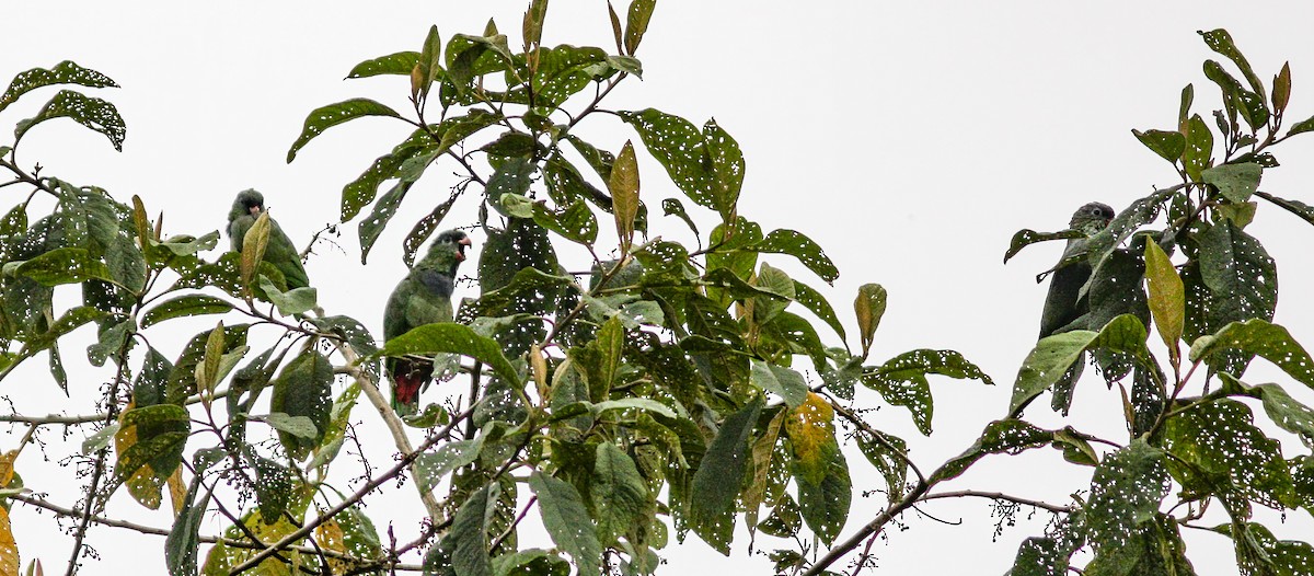 Red-billed Parrot - Per Smith