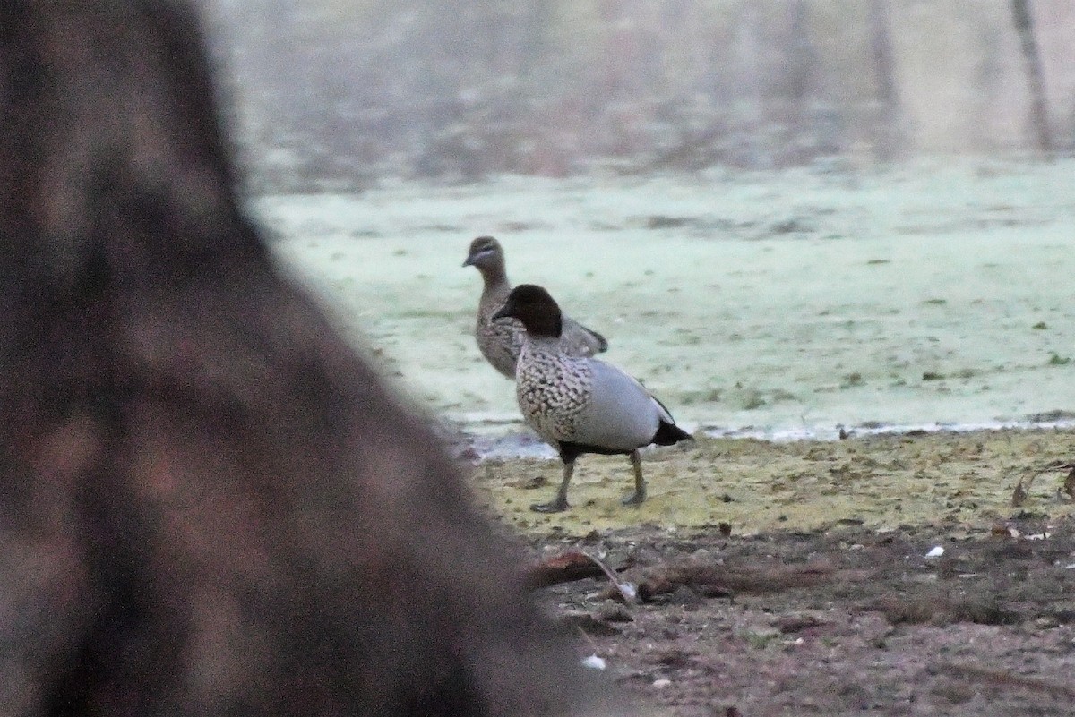 Canard à crinière - ML256494851