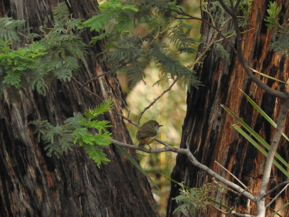 Brown Thornbill - George Vaughan