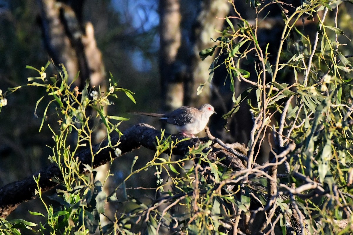 Diamond Dove - ML256495211