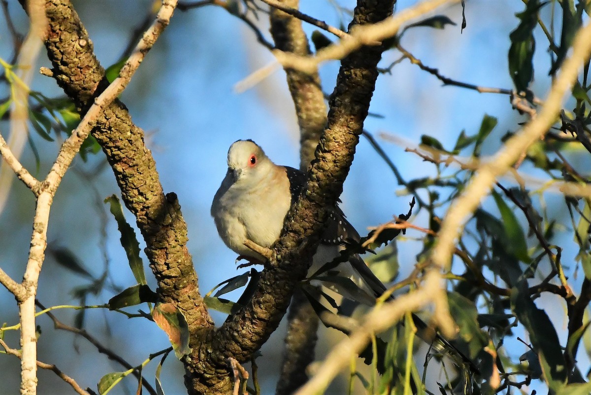 Diamond Dove - ML256495221