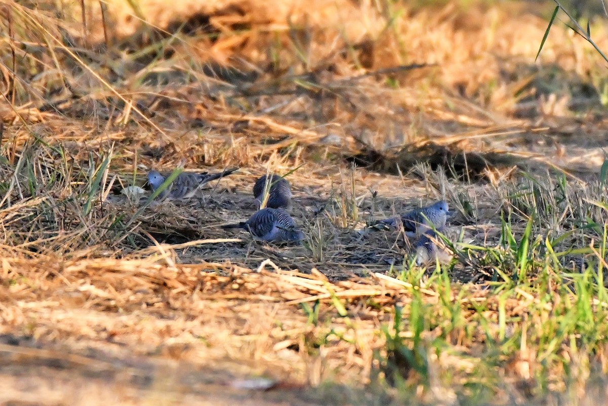 Peaceful Dove - ML256495241