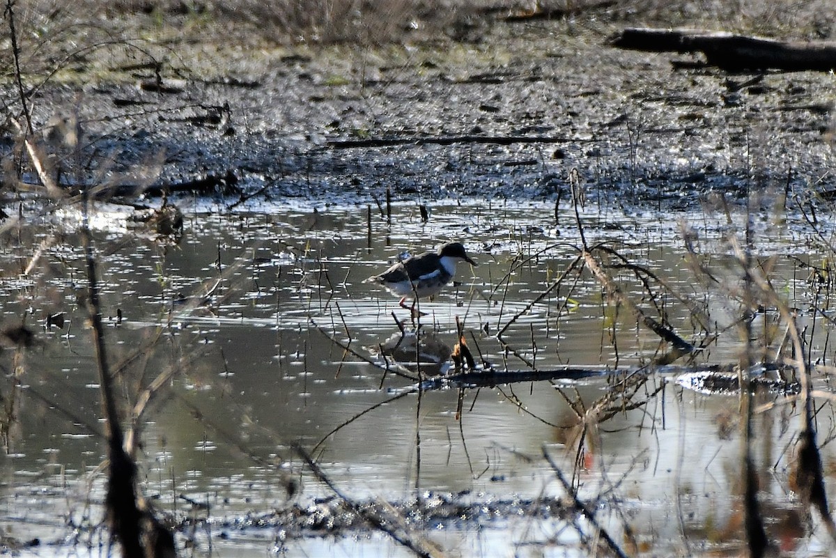 Red-kneed Dotterel - Sam Adams