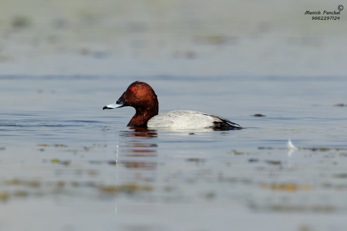 Common Pochard - ML256496701