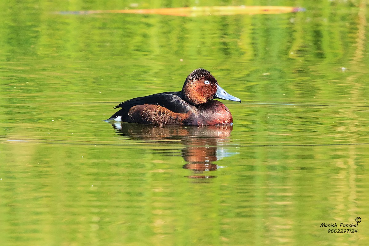 Ferruginous Duck - ML256496751