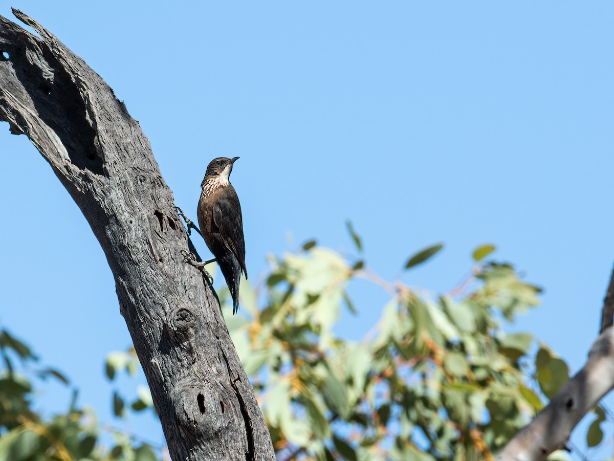 Black-tailed Treecreeper - ML256498161