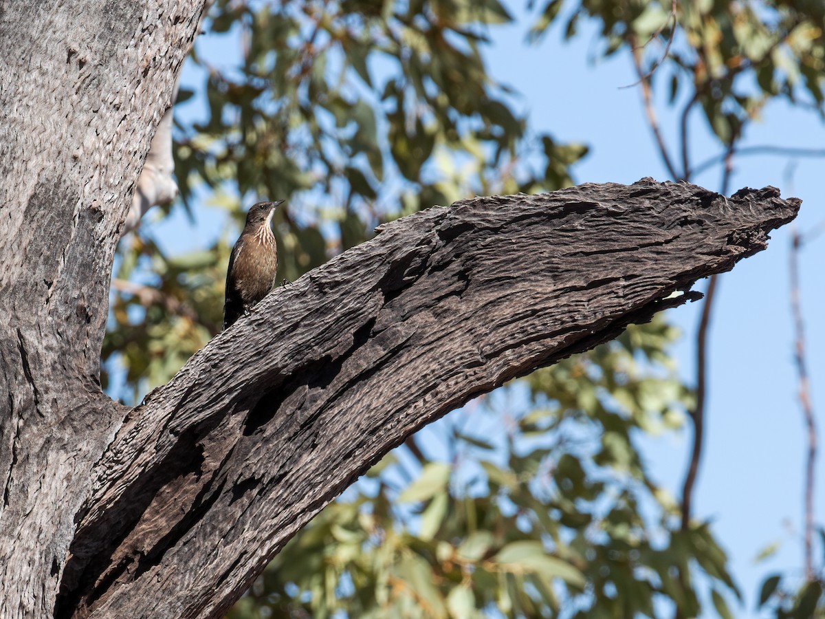 Black-tailed Treecreeper - ML256498171